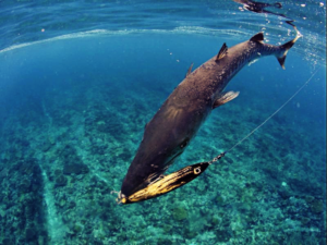 coral-trout-gt-fishing-png-sportsfishing-fishingearth-4-1024x6831